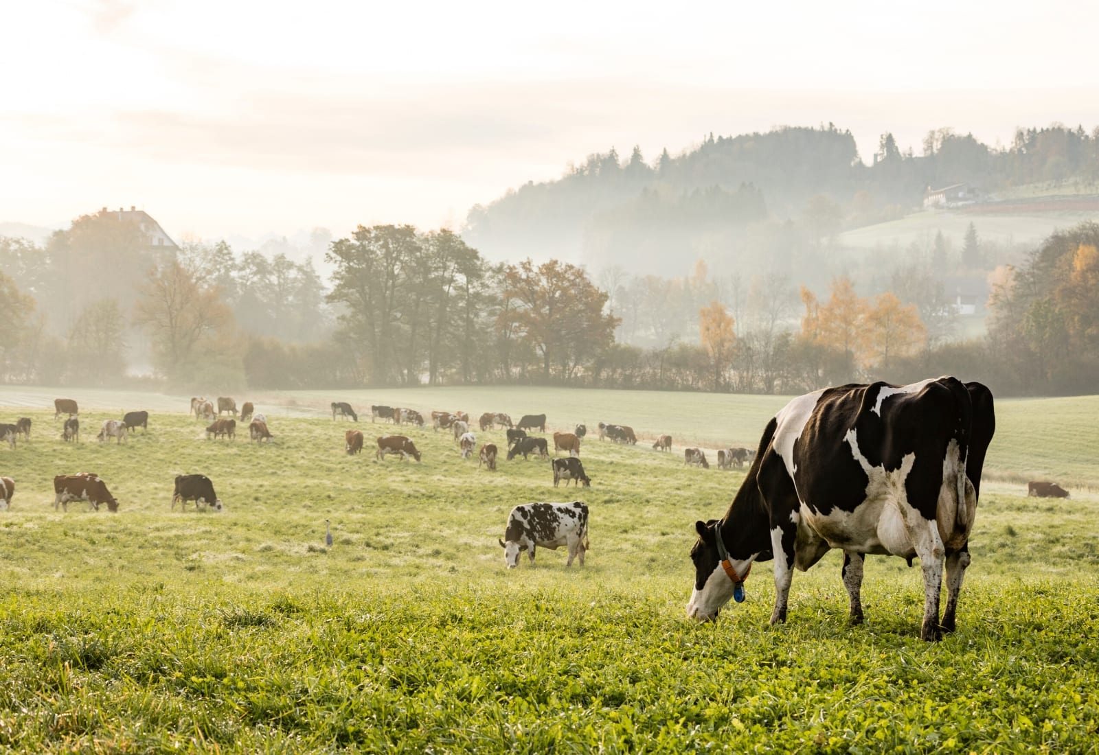 KinKeeping Cows